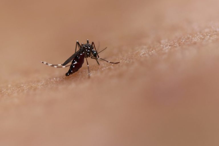 Leia mais sobre o artigo Zika, a epidemia da desigualdade